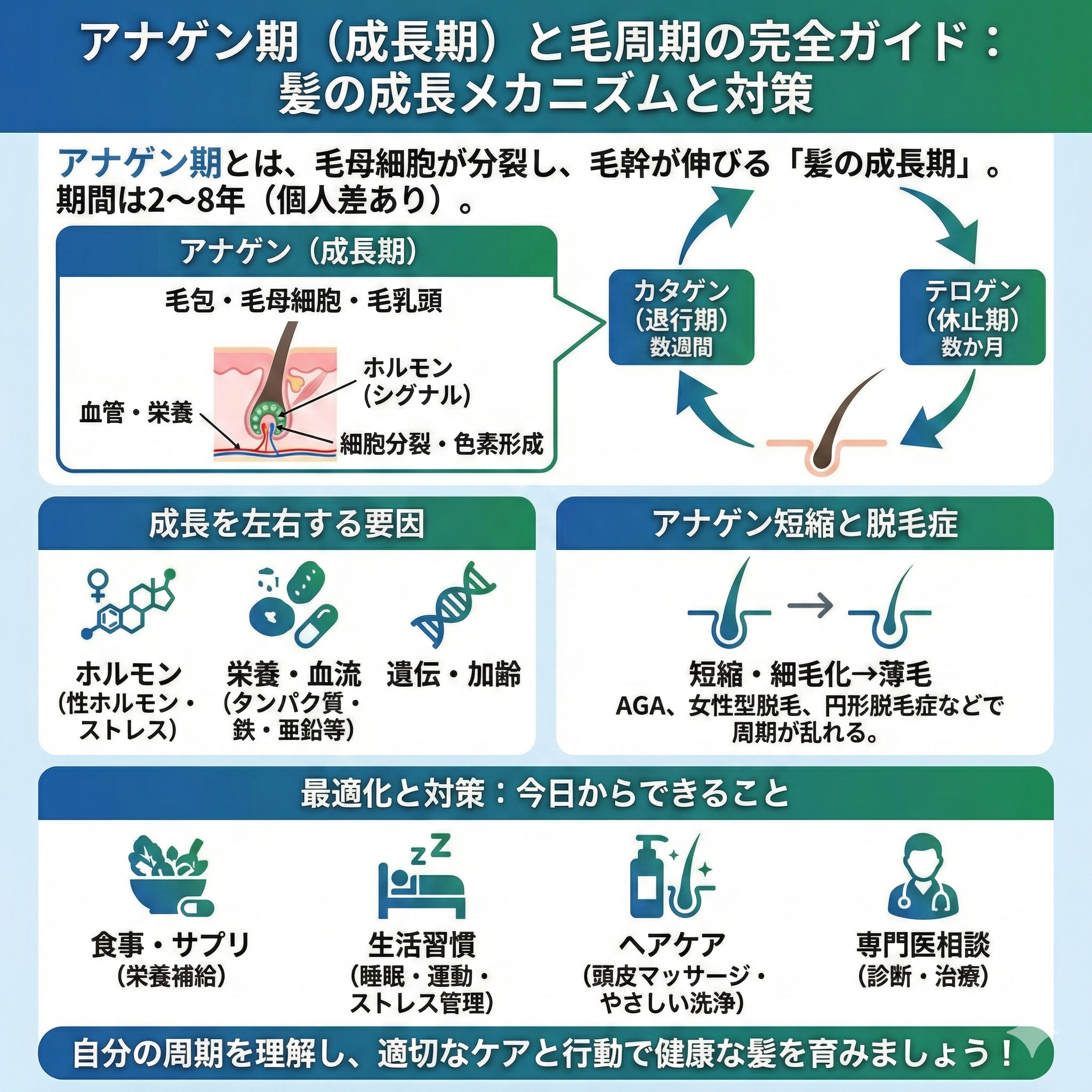 アナゲン期とは？髪が伸びる仕組みを解説